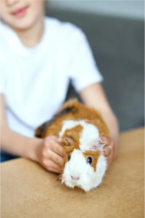 Boy in a white t-shirt gently holding a tricolor guinea pig