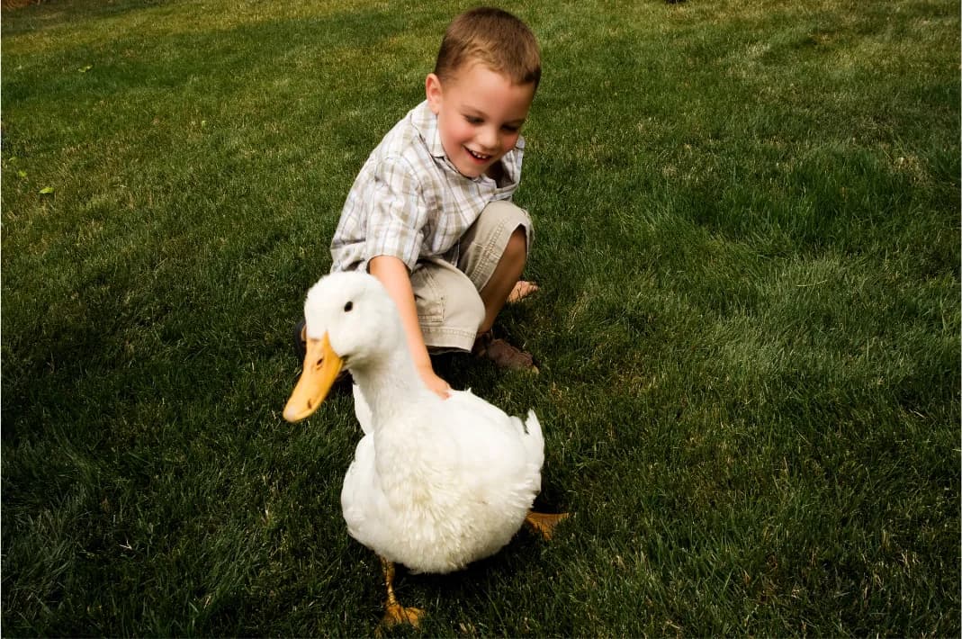 Young boy crouching on a lawn gently petting a large white duck