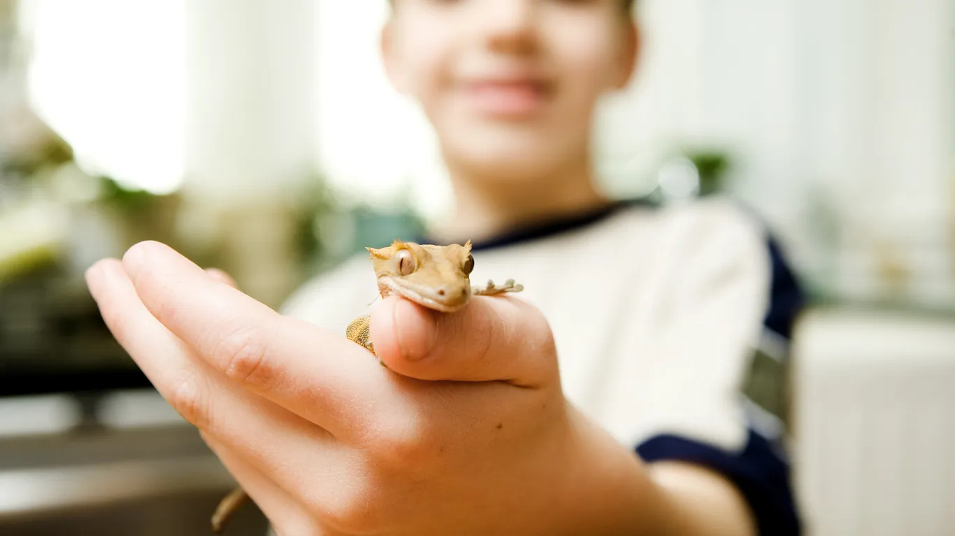 Child holding a small gecko resting on the palm of their hand