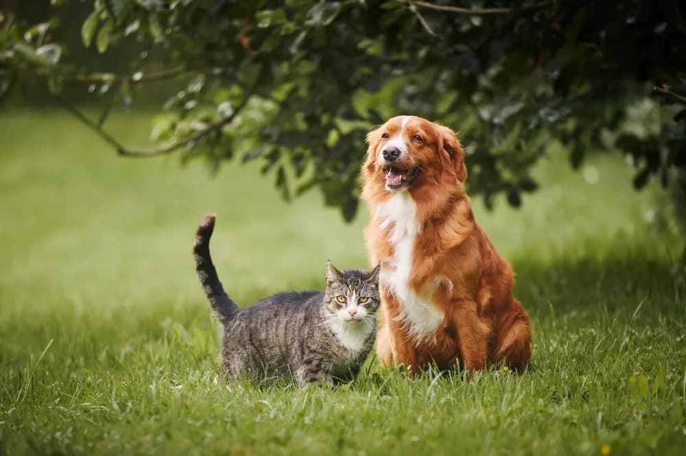 Red-coated dog and tabby cat sitting side by side on a lawn