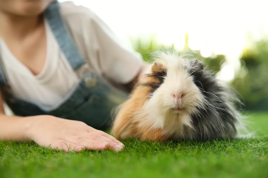 Long-haired guinea pig resting on green grass beside its owner's hand