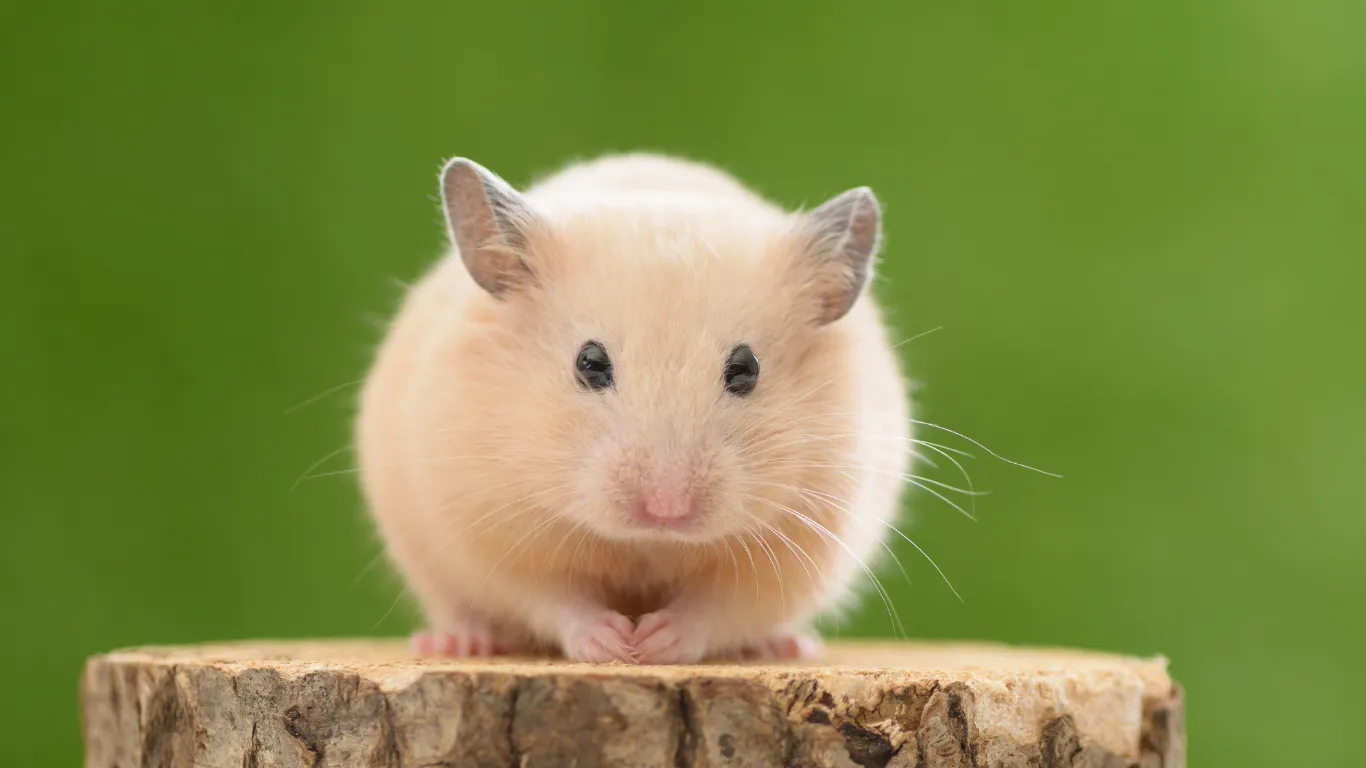 Hamster sitting on a wooden log with a green background