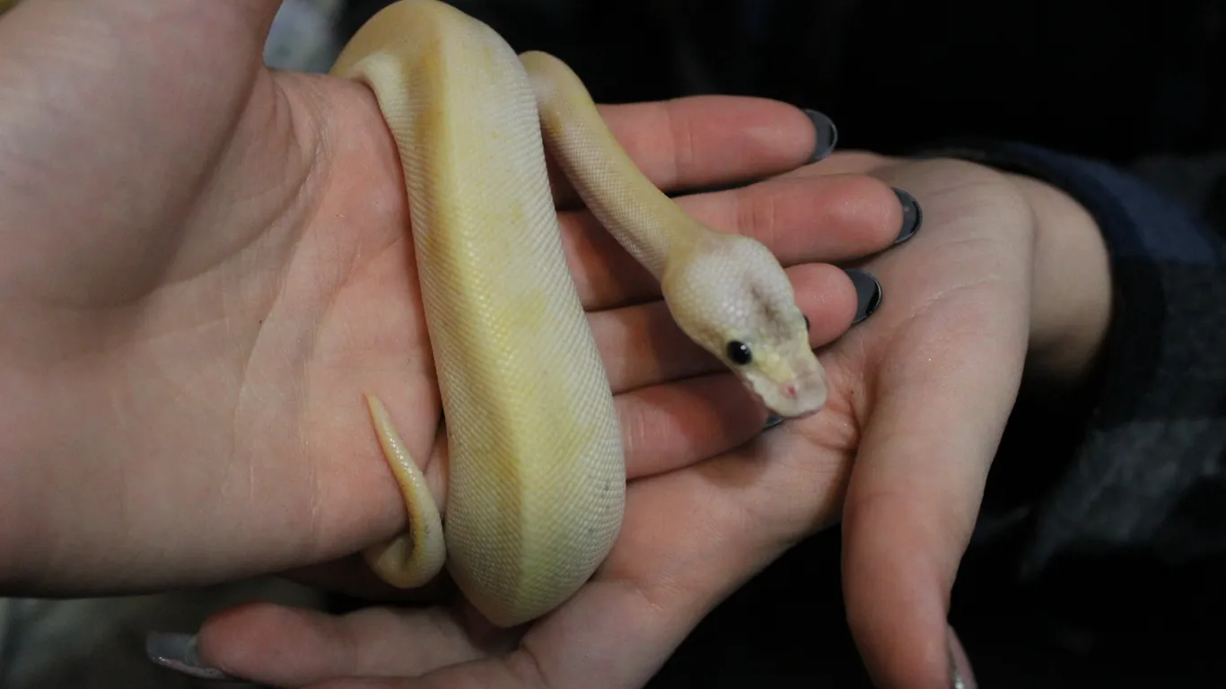 Hands gently holding a pale yellow pet python