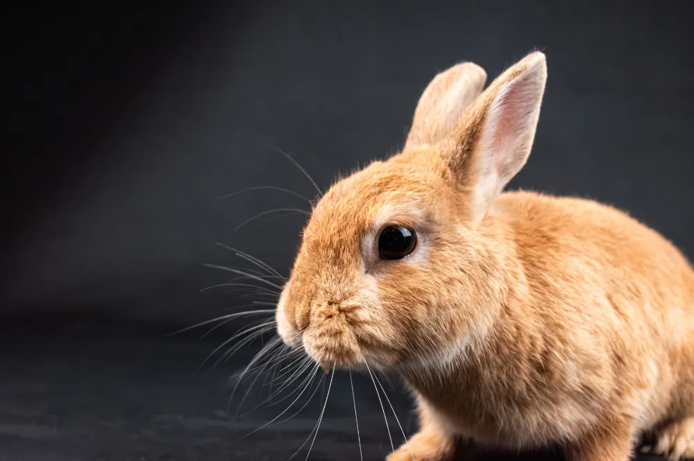Orange pet rabbit with upright ears photographed against a dark background
