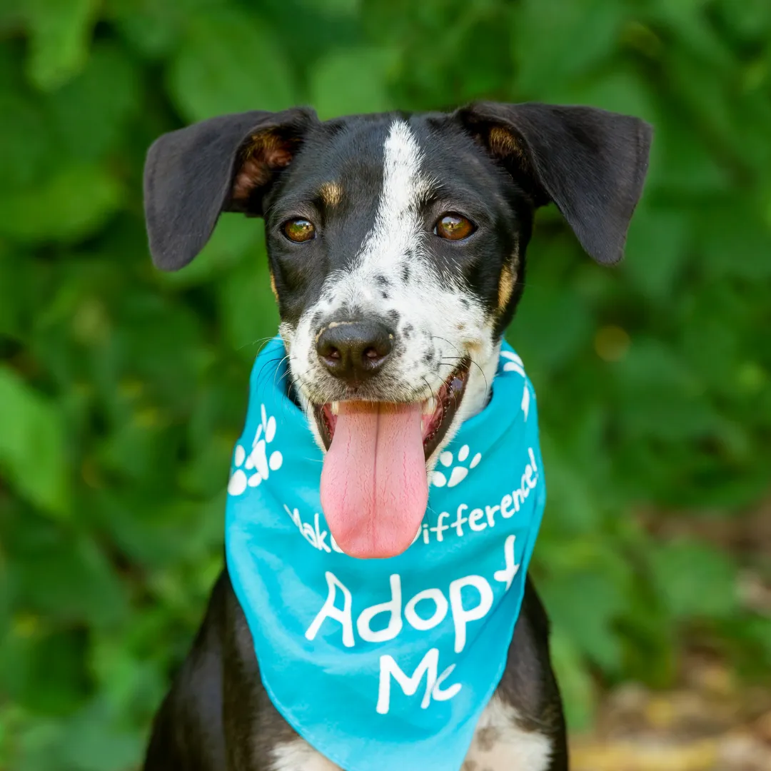 Happy black and white rescue dog wearing a turquoise Adopt Me bandana