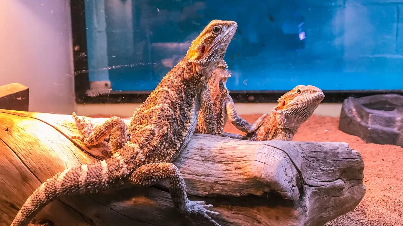 Two bearded dragons basking on a log under a heat lamp in a reptile enclosure