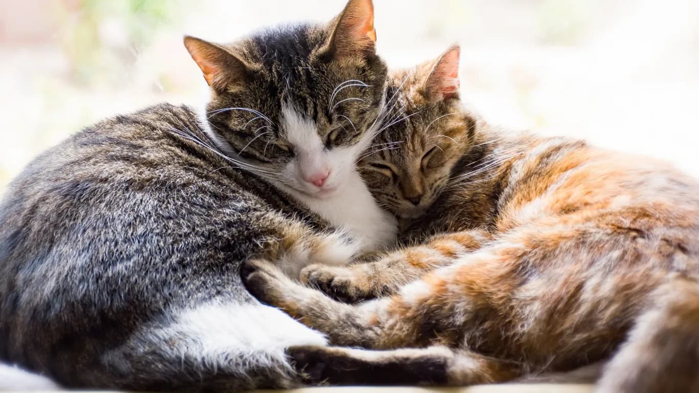 Two tabby cats curled up cuddling together