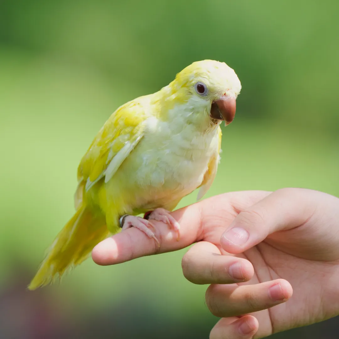 Yellow-green parakeet perched on a person's finger