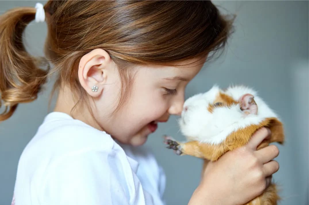 Young girl with pigtails smiling nose to nose with her pet guinea pig