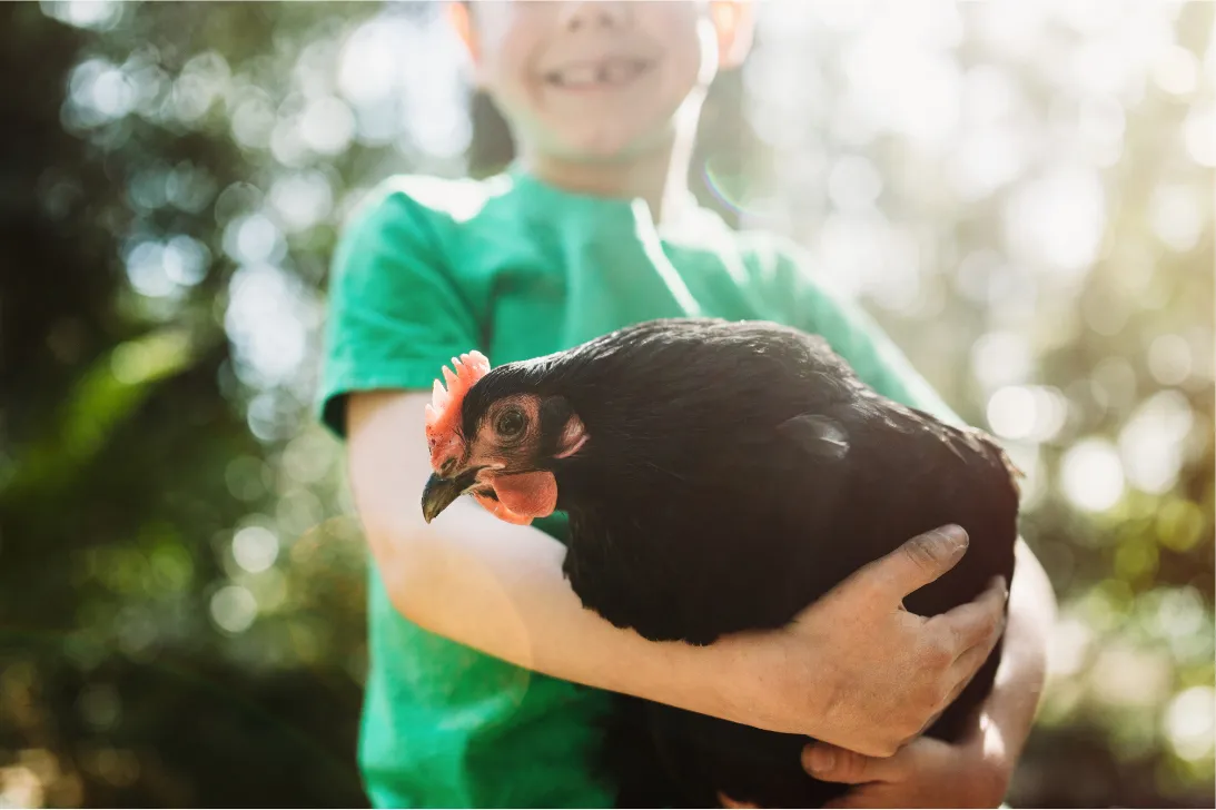 Smiling boy in a green t-shirt hugging a black hen outdoors