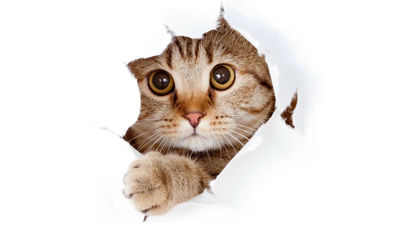 Curious tabby cat peeking through a torn hole in white paper