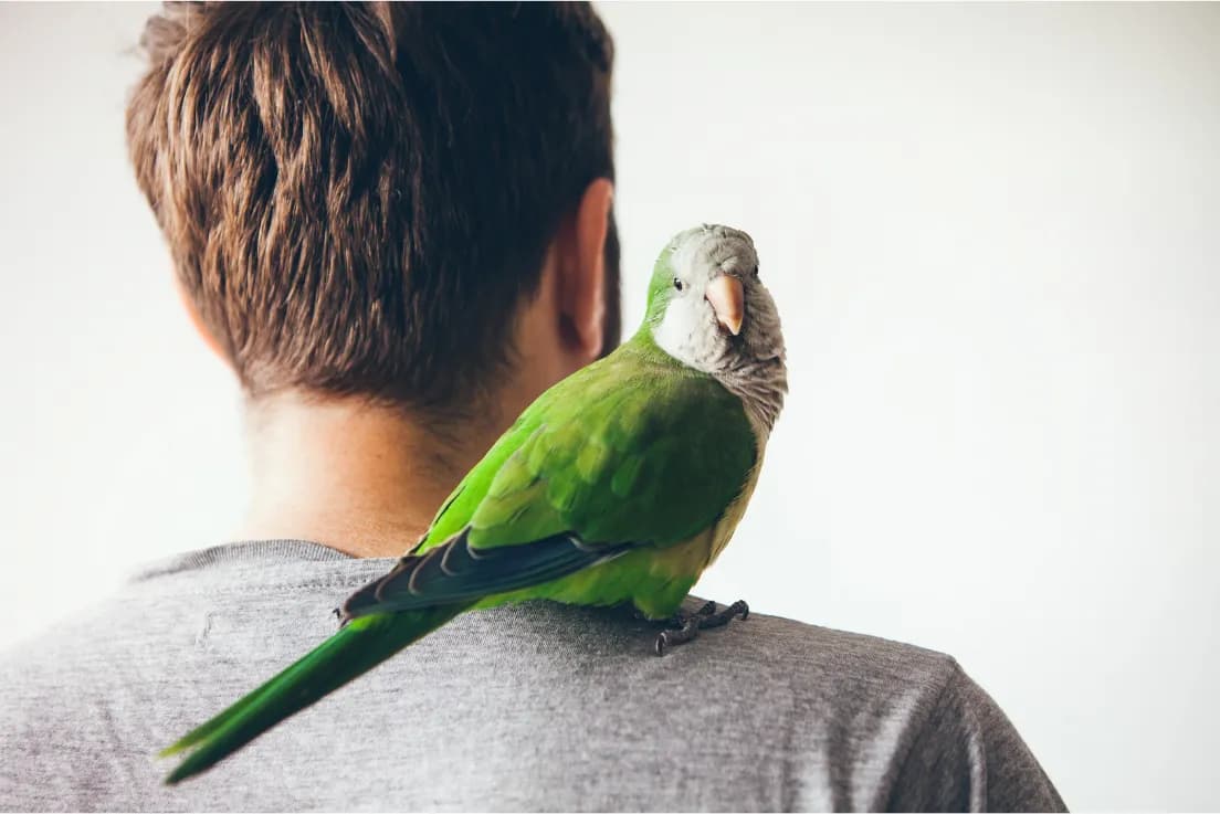 Green quaker parrot perched on a man's shoulder