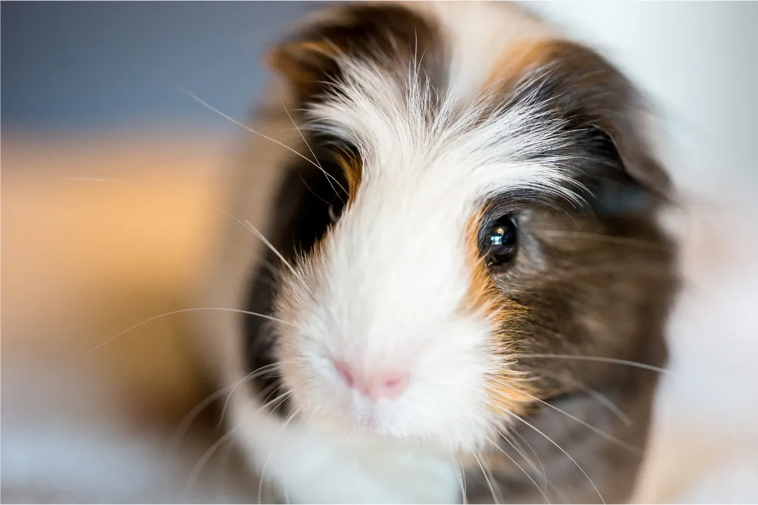 Close-up portrait of a black, white and tan guinea pig