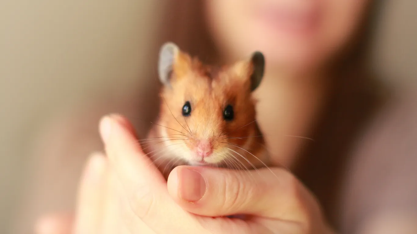 Golden hamster held in a person's cupped hand
