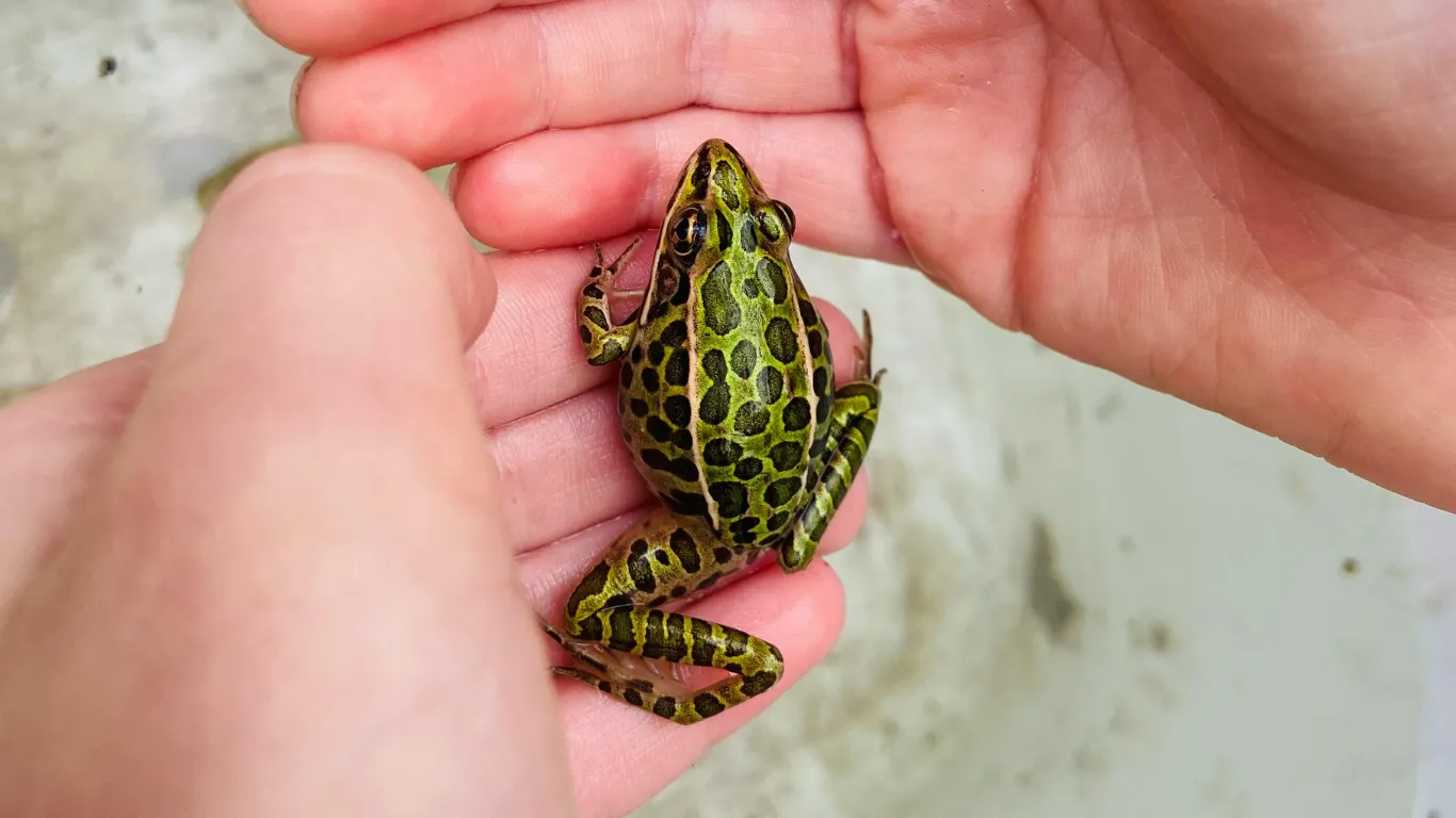 Cupped hands holding a green spotted leopard frog