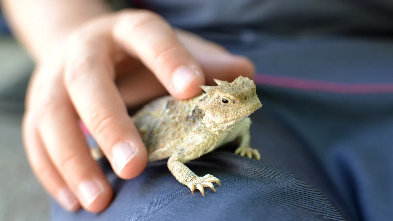 Horned lizard resting on a person's hand