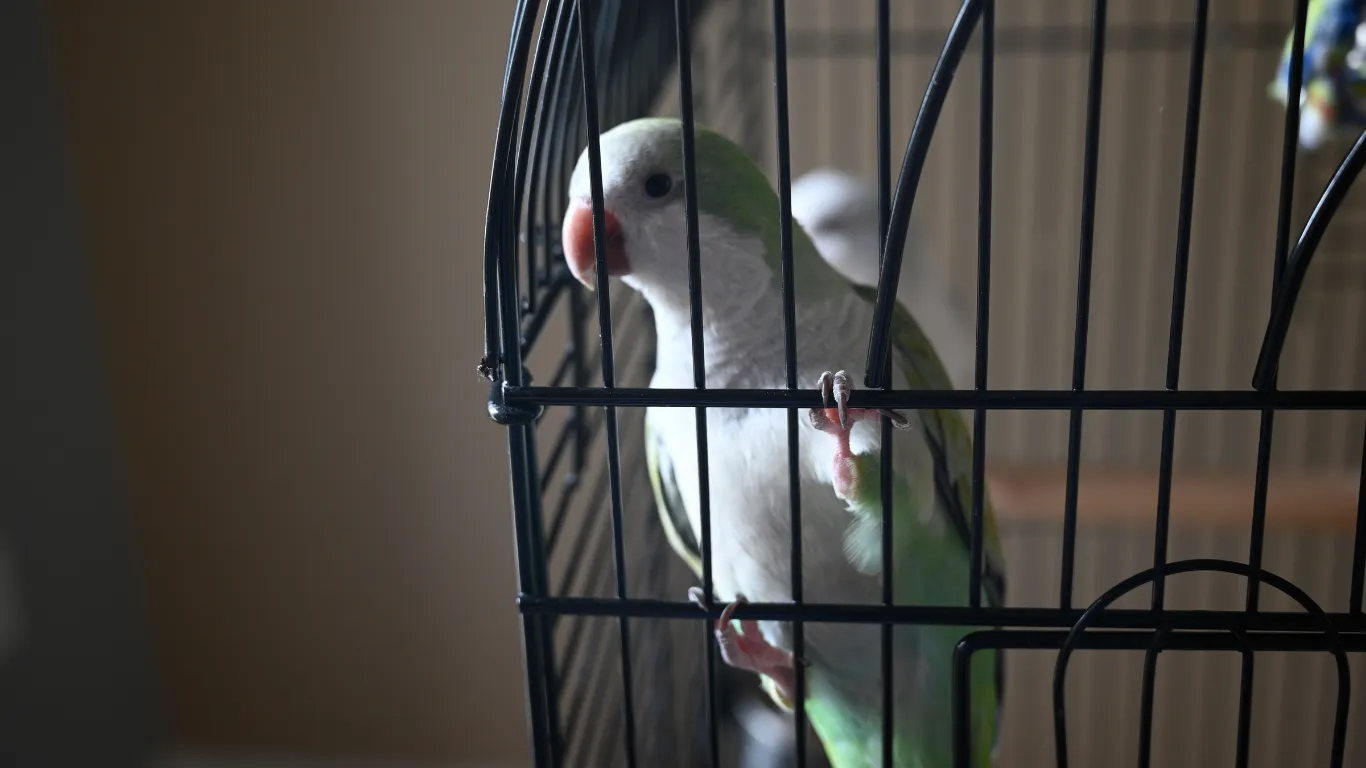 Green parrot looking out through the bars of its cage