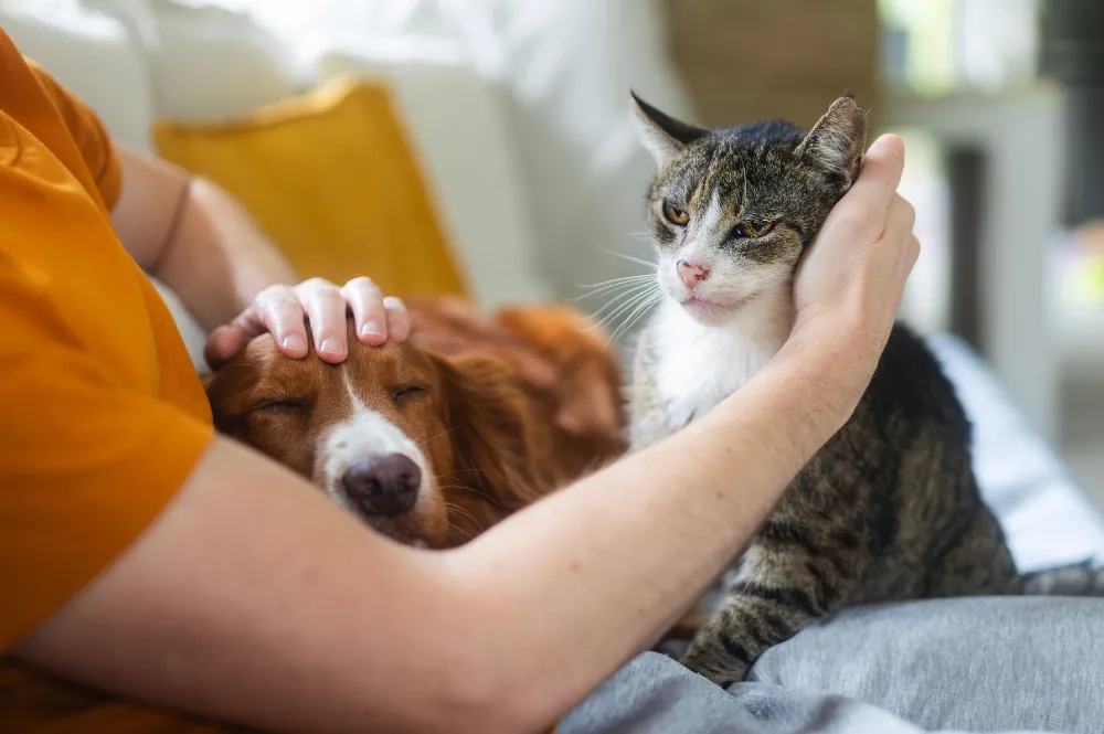 Person petting a sleepy dog and a tabby cat on a couch