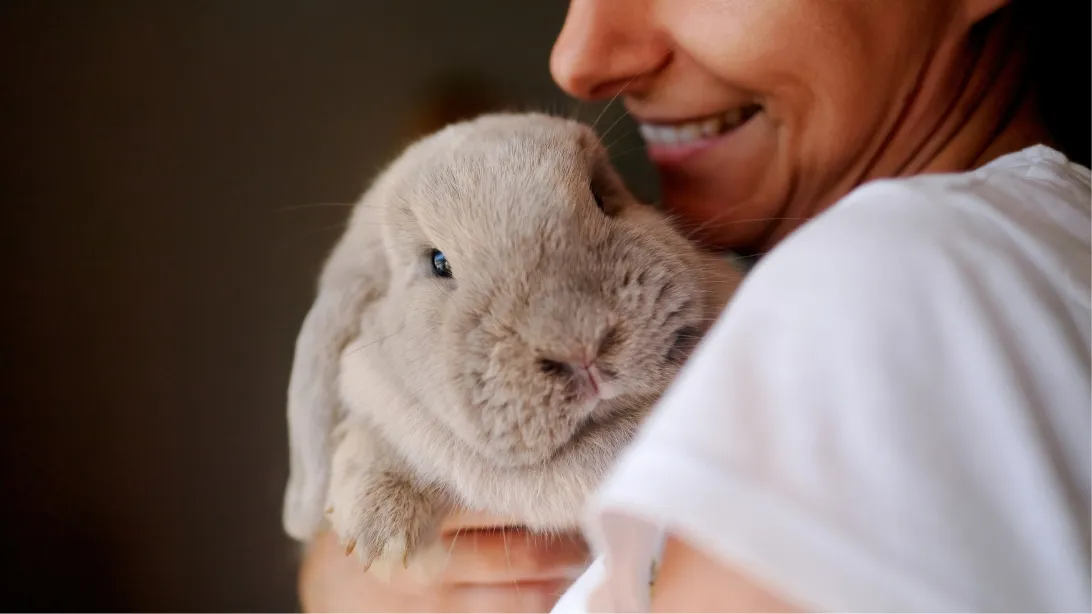 Smiling woman holding a gray lop-eared rabbit close to her face