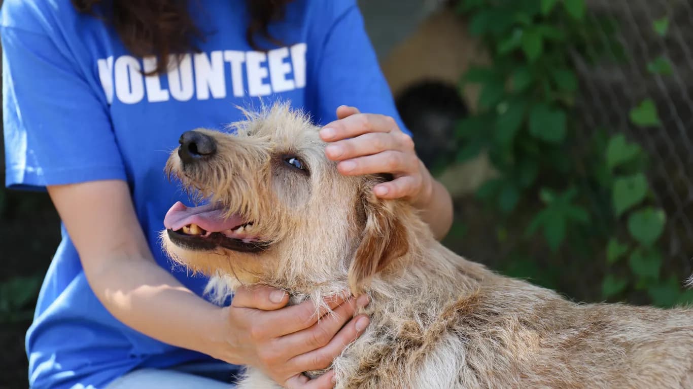 Shelter volunteer petting a happy shaggy dog
