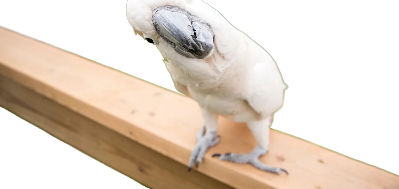 White cockatoo perched on a wooden rail