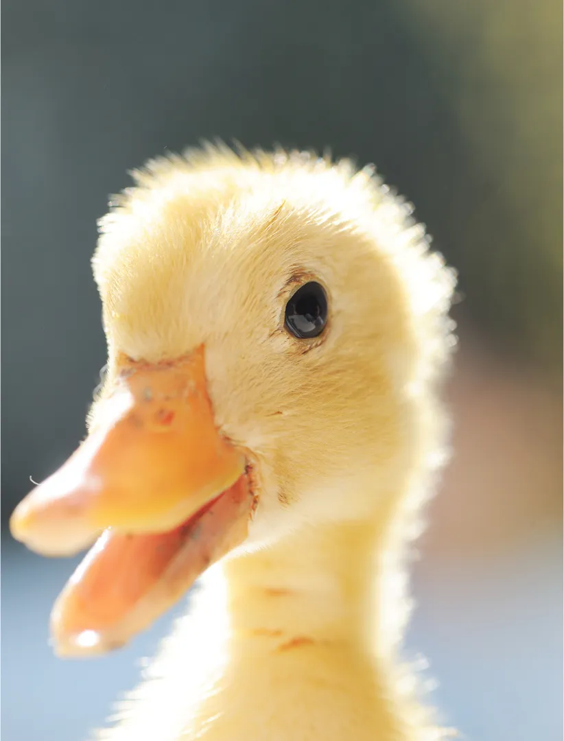 Close-up portrait of a fluffy yellow duckling