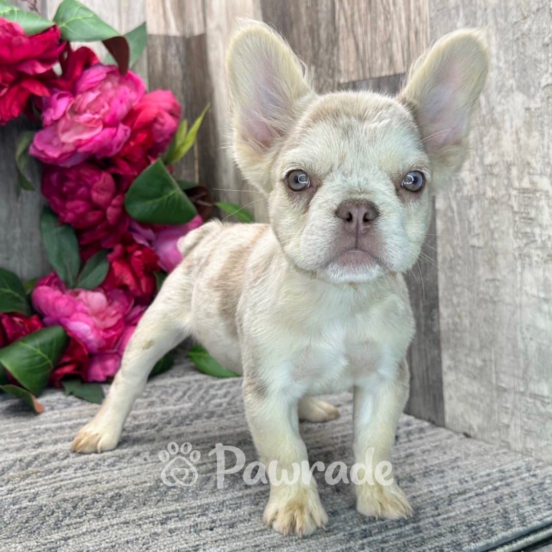 Frenchie French